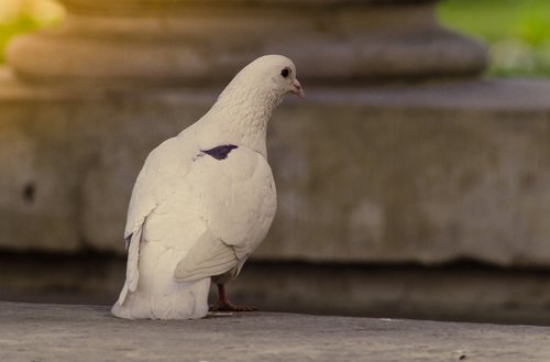 dove  white  bird