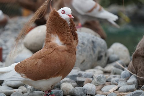 dove  bird  nature