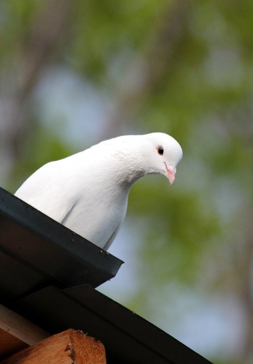 dove  bird  no one