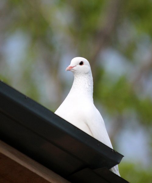 dove  bird  no one