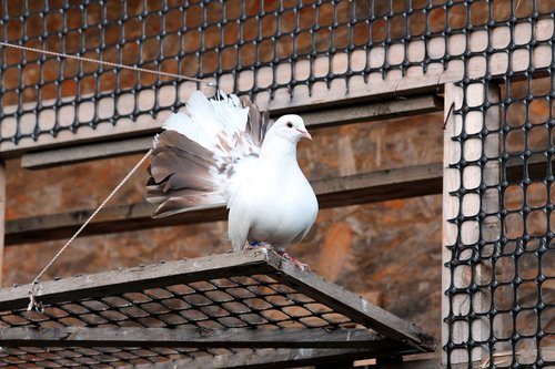 dove  bird  white dove