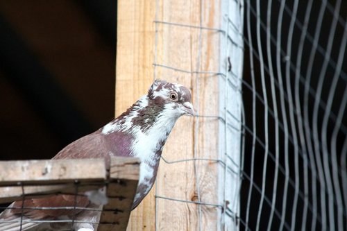 dove  feathered race  bird