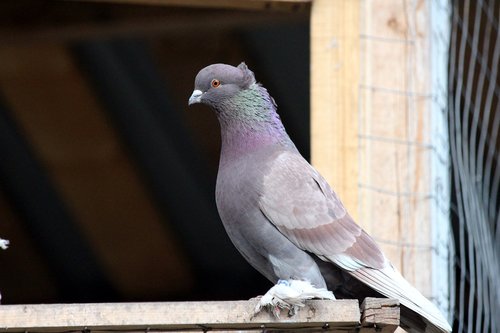 dove  domestic pigeon  bird