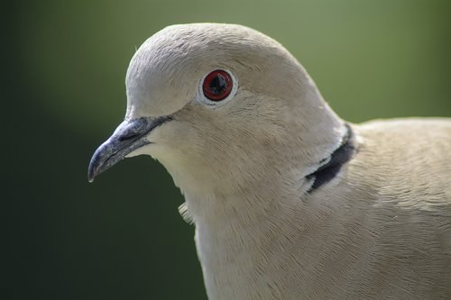 dove  collared  portrait