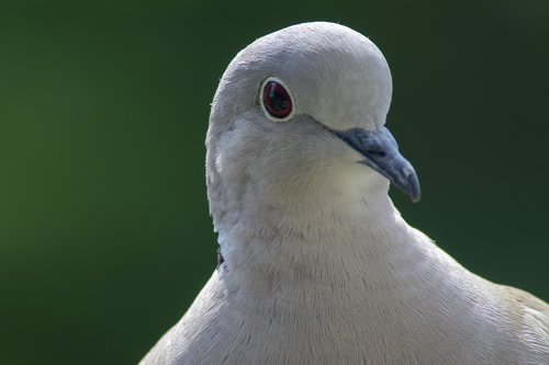 dove  collared  portrait