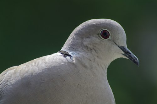 dove  collared  portrait