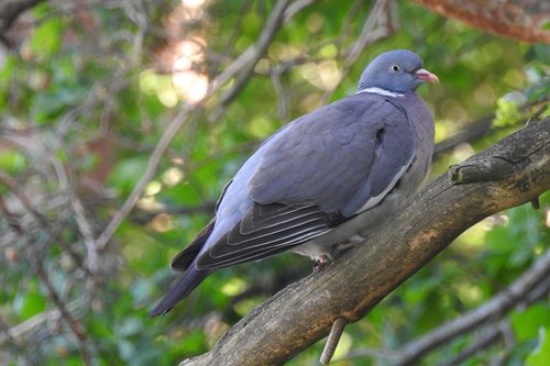 dove  branch  bird on a tree
