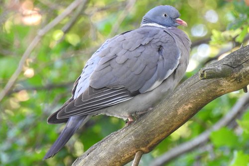 dove  branch  tree