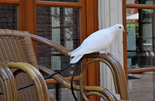 dove  background  bird