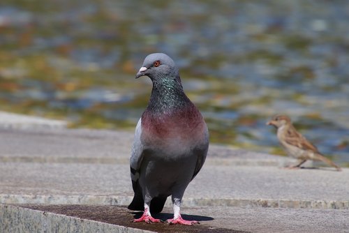 dove  sparrow  bird