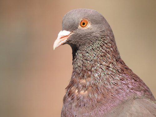 dove  head  bird