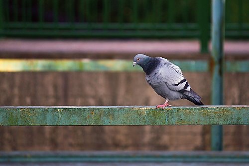 dove  industry  city pigeon
