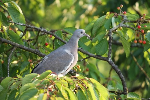 dove  bird  sit