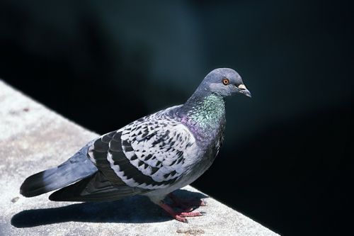 dove bird wall