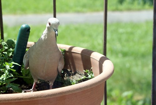 dove  flower pot  bird