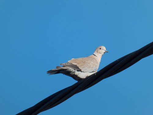 dove  pigeon  bird