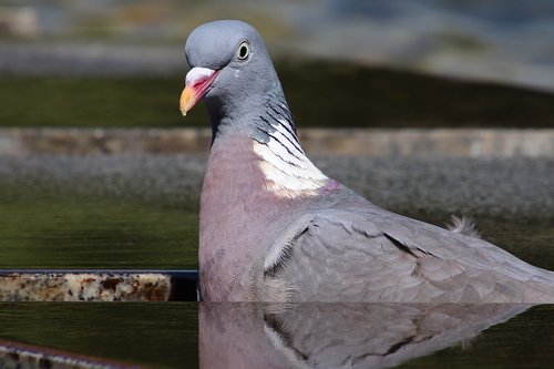 dove  head  bird