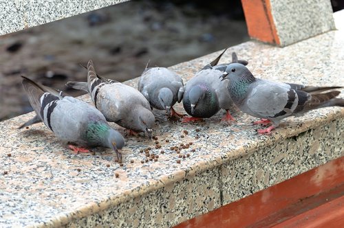 dove  white  doves