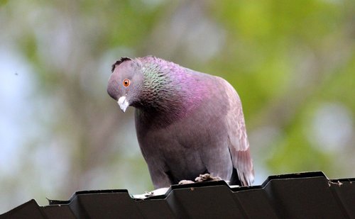 dove  domestic pigeon  bird