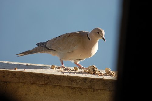 dove  birds  doves