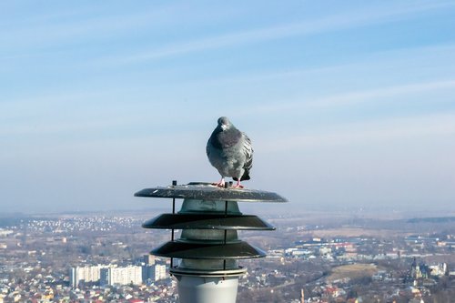 dove  bird  lantern