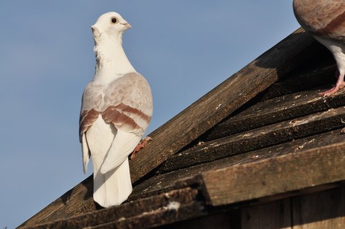 dove  bird  birds