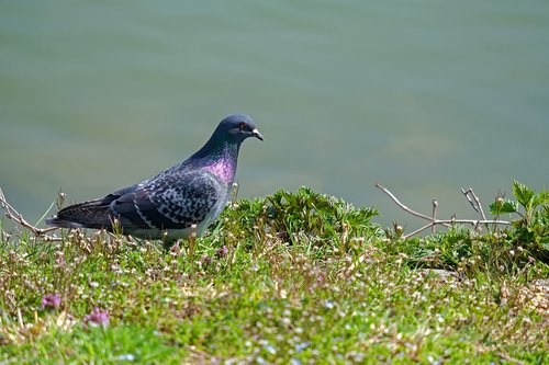 dove  bird  animal world