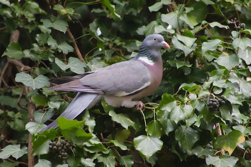 dove  wild pigeon  bird
