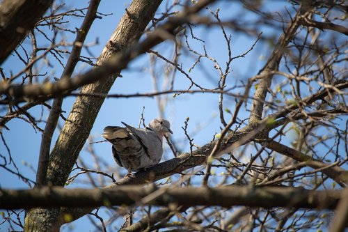 dove  pigeon  bird