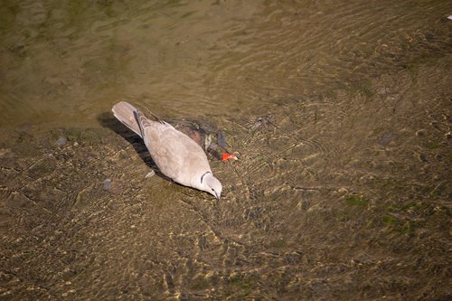 dove  pigeon  bird