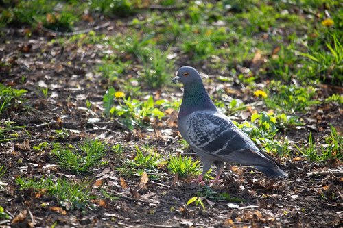 dove  pigeon  bird