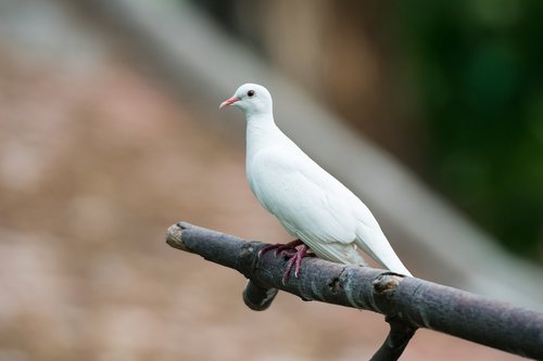 dove  bird  animal