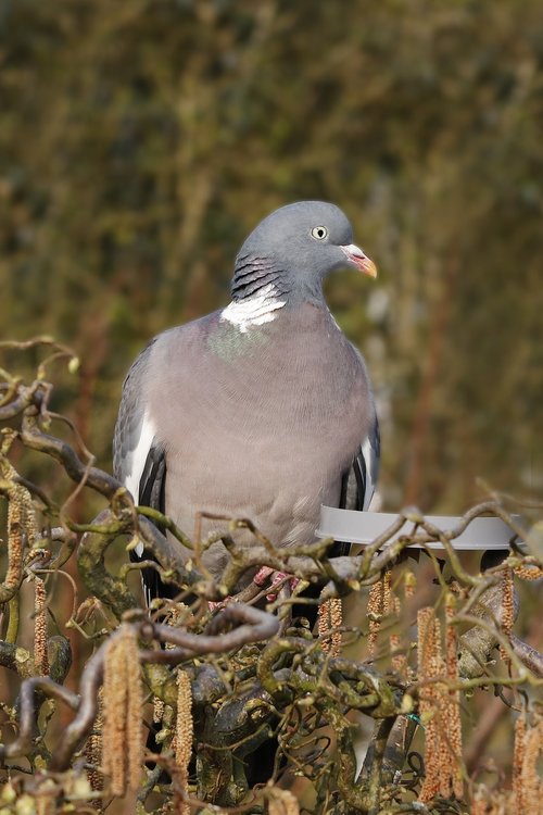 dove  wood pigeon  bird