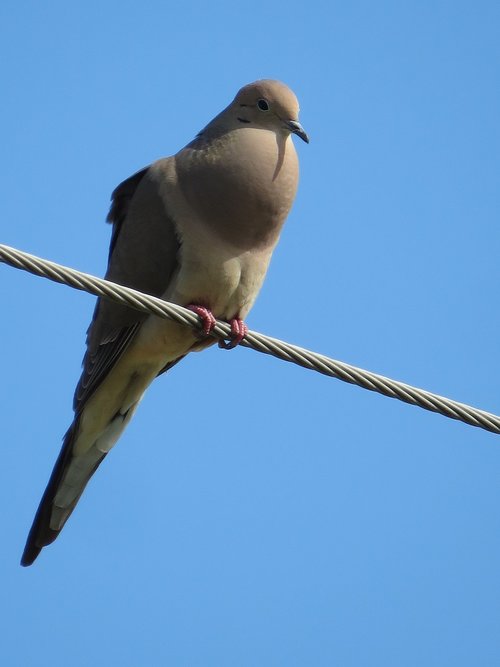 dove  bird  singing