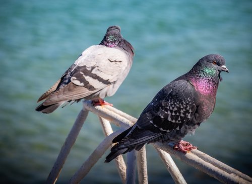 dove  pigeons  bird