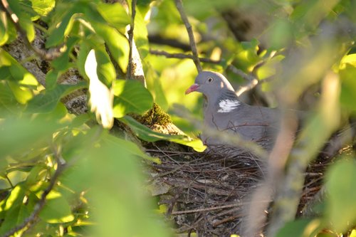 dove  nest  bird