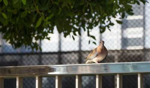 dove bird city pigeon