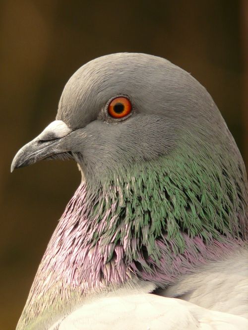 dove bird head plumage