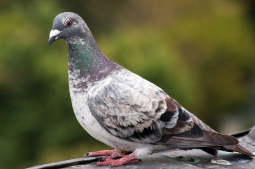 dove bird resting place