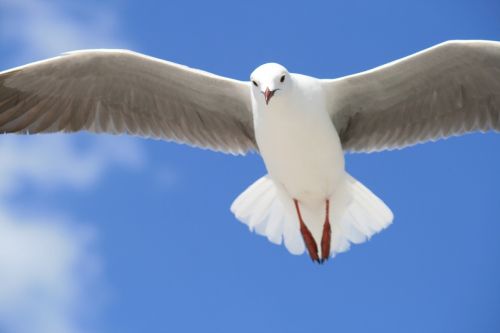 seagull gull animal