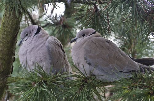 dove collared garden