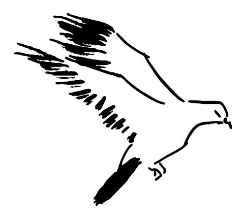 dove flight bird