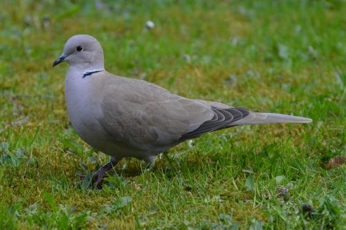 dove grey bird