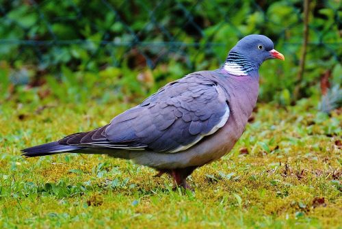 dove bird animal