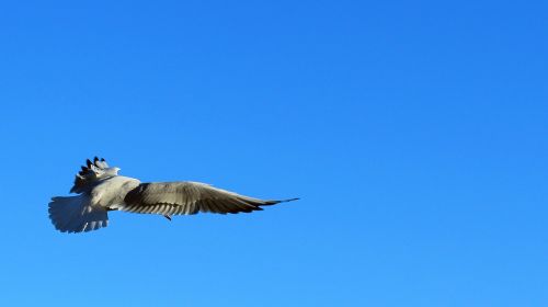 dove blue sky bird