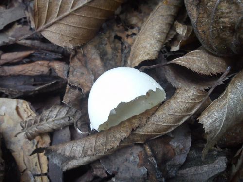 dove egg shell bird