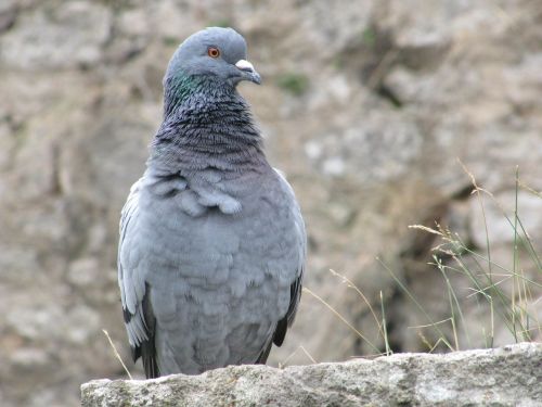 dove city bird