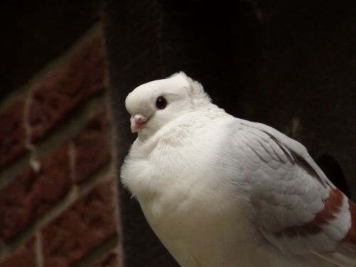 dove bird city pigeon