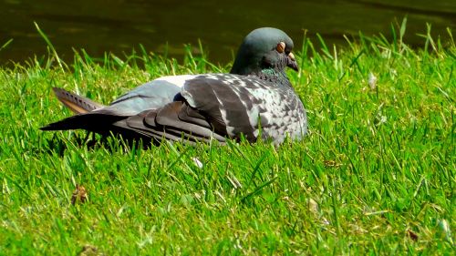 dove meadow bird