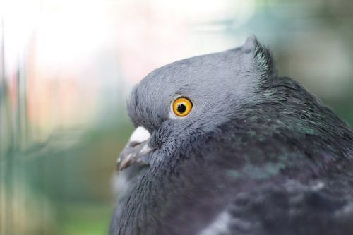 dove grey bird